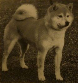 picture of dog