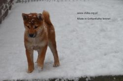 picture of dog