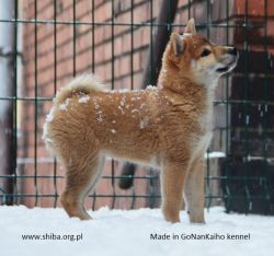 picture of dog