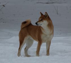 picture of dog