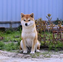picture of dog