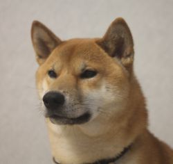 picture of dog