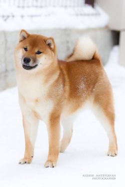 picture of dog