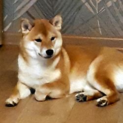 picture of dog