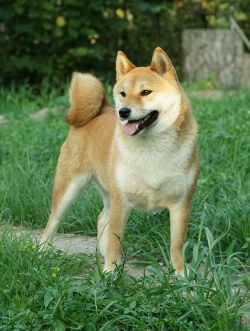 picture of dog