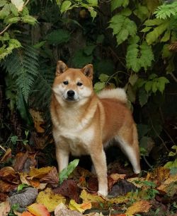 picture of dog
