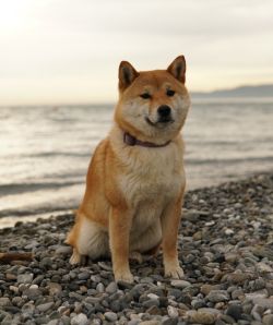 picture of dog