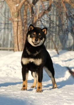 picture of dog