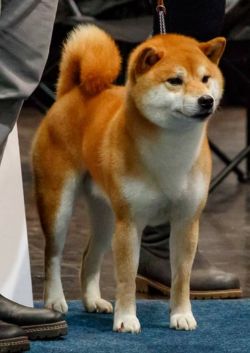 picture of dog