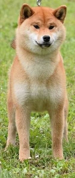 picture of dog