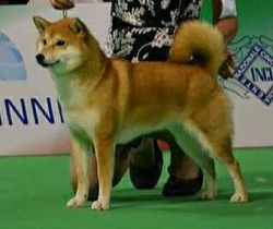 picture of dog