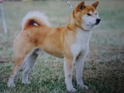 picture of dog