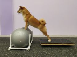 picture of dog