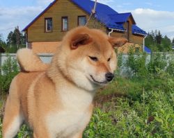 picture of dog