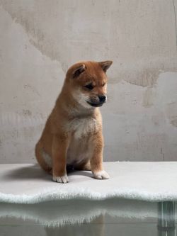 picture of dog