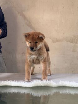 picture of dog