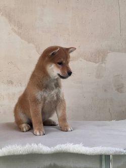 picture of dog