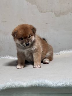 picture of dog