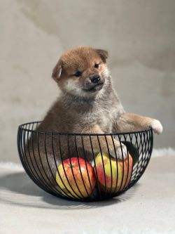 picture of dog