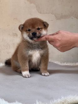 picture of dog