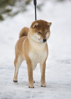 picture of dog