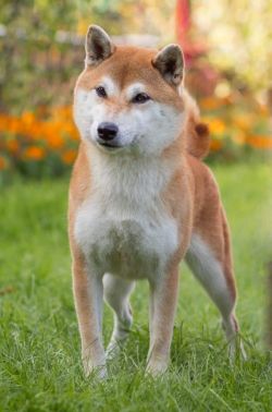 picture of dog