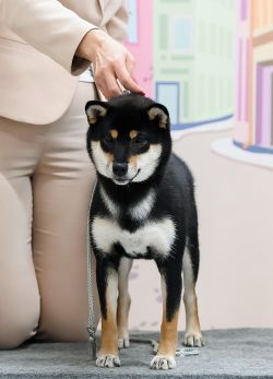 picture of dog