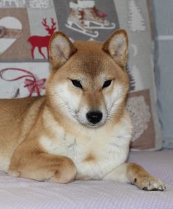 picture of dog