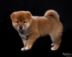 picture of dog