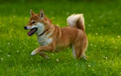 picture of dog
