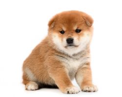picture of dog