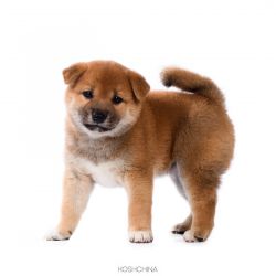 picture of dog