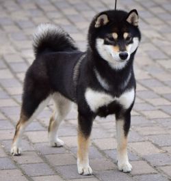 picture of dog