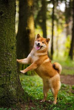 picture of dog
