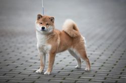 picture of dog