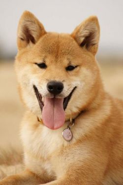 picture of dog