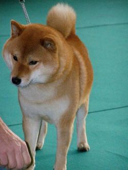 picture of dog