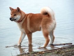 picture of dog