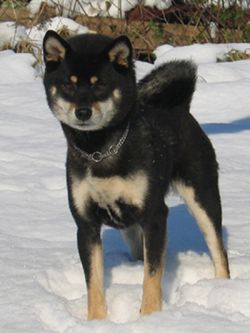 picture of dog