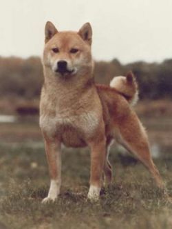 picture of dog
