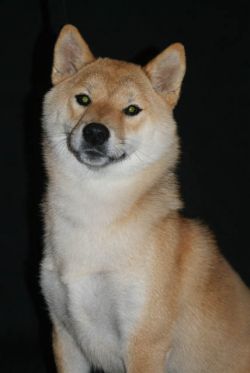 picture of dog
