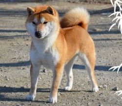 picture of dog