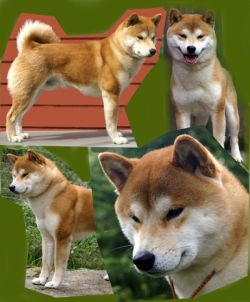picture of dog