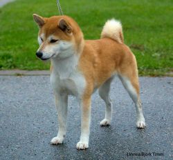 picture of dog