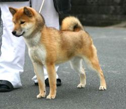 picture of dog