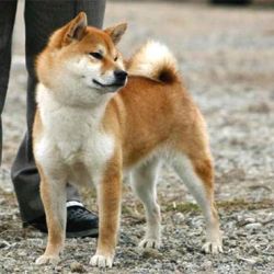 picture of dog