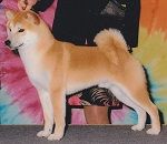 picture of dog
