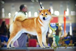 picture of dog