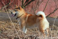 picture of dog