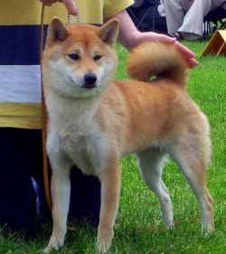 picture of dog